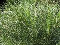 Variegated Eulalia Grass / Miscanthus sinensis 